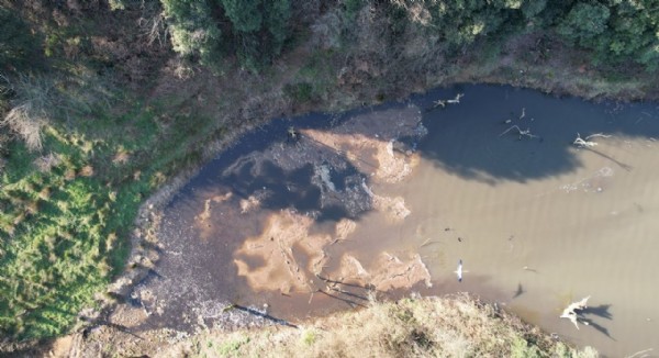 İstanbul'da korkutan görüntü! Binlerce balık öldü